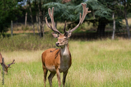 Deer, Le Houga, France