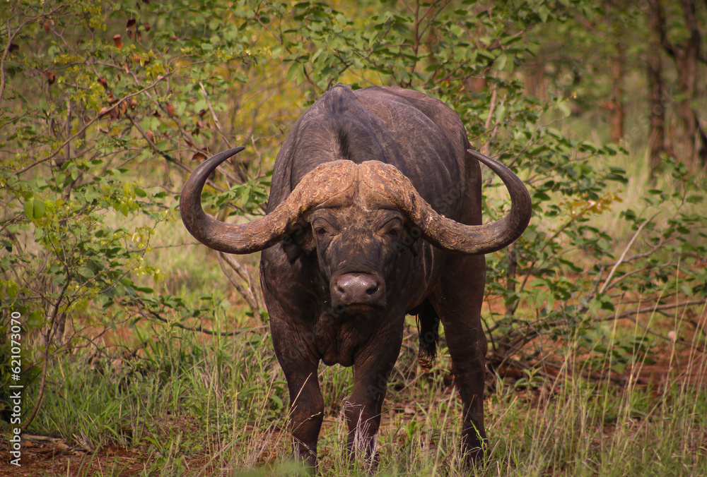 Buffalo dagga boy Kruger national park