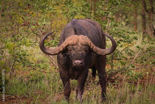 Buffalo dagga boy Kruger national park