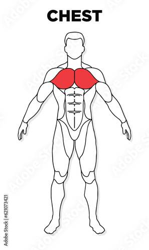 Human Chest muscle male anatomy model vector, perfect for gym illustration, health, medicine and biology lessons.