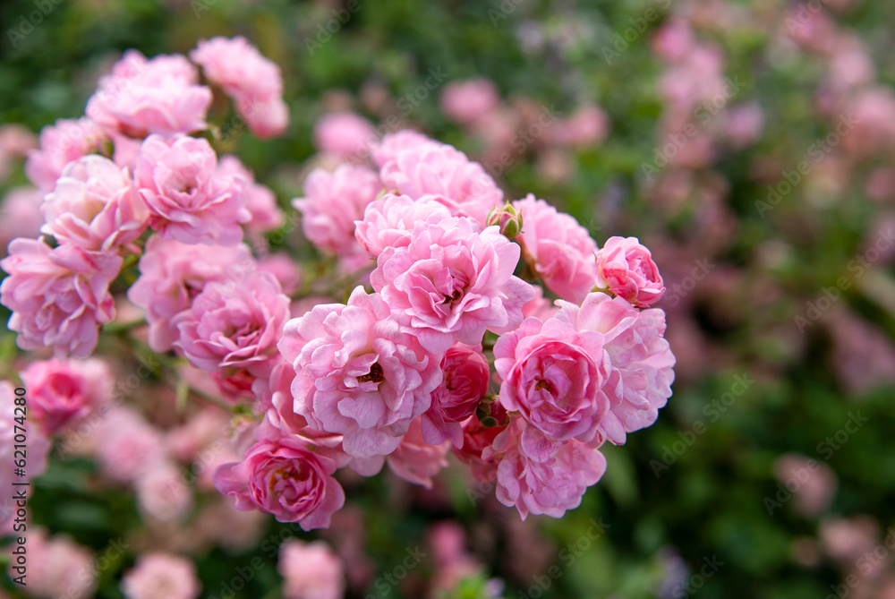 Pink rose bush in the Kyiv Botanical Garden. Ukraine