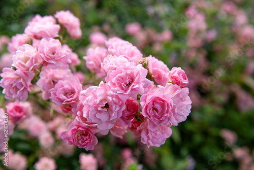 Pink rose bush in the Kyiv Botanical Garden. Ukraine