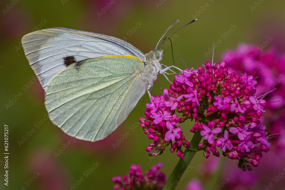 Close up of butterfly Pieris Brassicae Close up of butterfly Pieris Brassicae