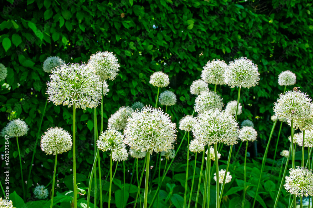Summer garden with high white flowers and green grass. Summer garden with high white flowers and green grass.