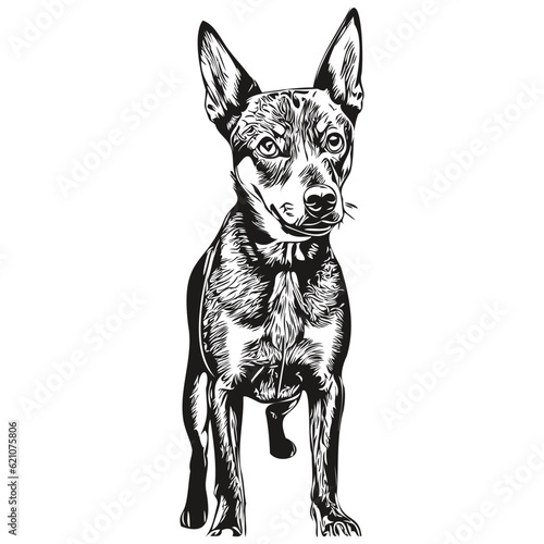 German Pinscher dog hand drawn logo drawing black and white line art pets illustration