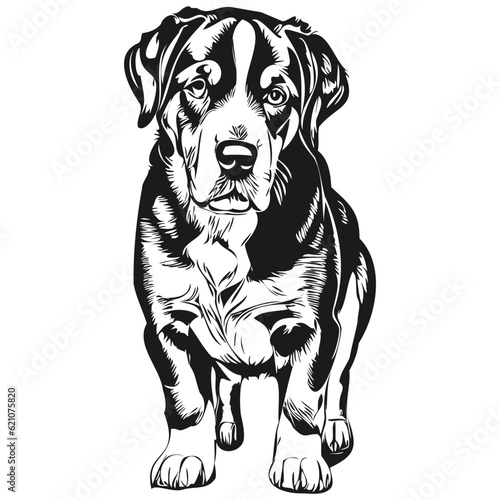 Greater Swiss Mountain dog t shirt print black and white, cute funny outline drawing vector