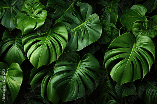 Tropical monstera leaves in various shades of green, evoking a sense of lushness and tropical vibes. Generative Ai.