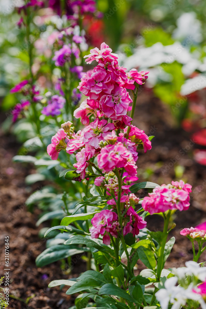 Levkoy , or Mattiola ( lat. Matthiola ) is a genus of annual and perennial herbaceous plants of the Brassicaceae family Levkoy , or Mattiola ( lat. Matthiola ) is a genus of annual and perennial herbaceous plants of the Brassicaceae family