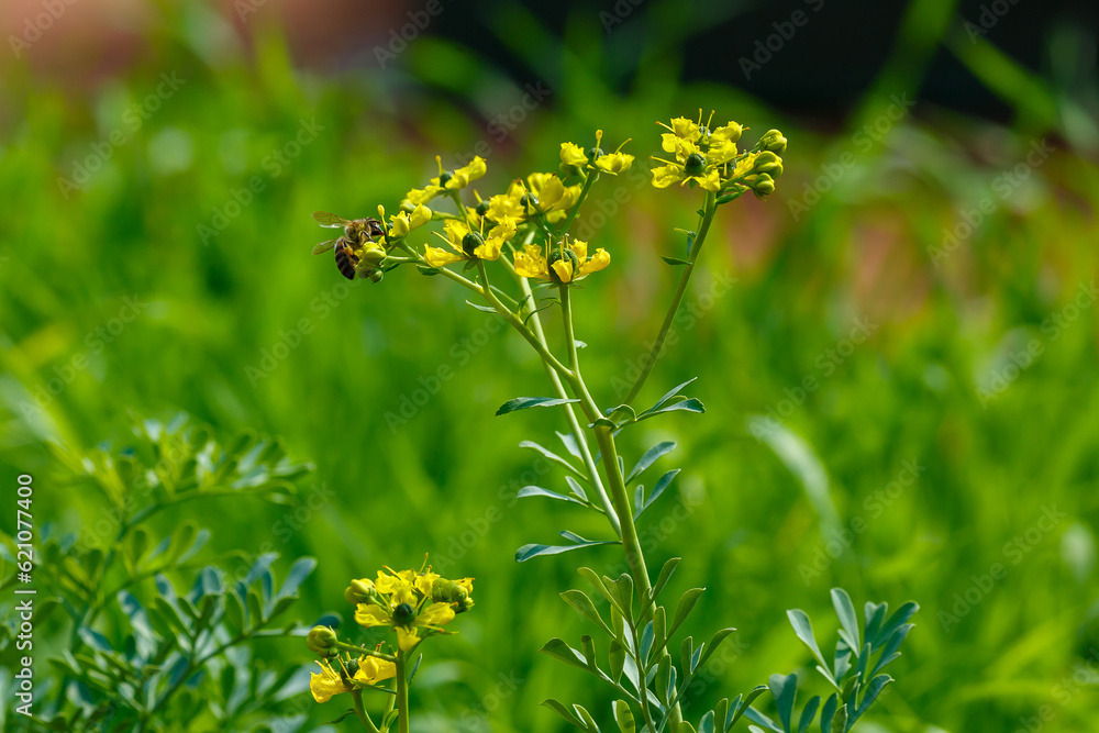 Bee On Flowers Of Ruta Lat Ruta In Herb GardenRuta Lat Ruta bee-on-flowers-of-ruta-lat-ruta-in-herb-gardenruta-lat-ruta