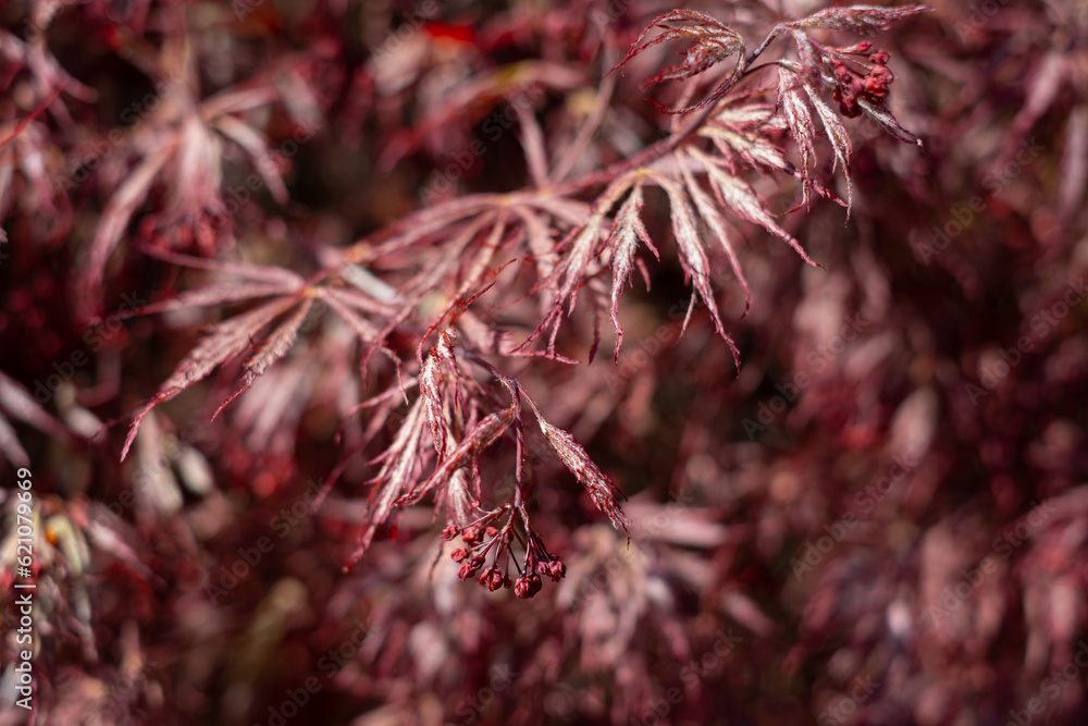 Japanese Maple - Acer Palmatum ornatum. Acer palmatum - leaf with seed and flower. Japanese Maple - Acer Palmatum ornatum. Acer palmatum - leaf with seed and flower.