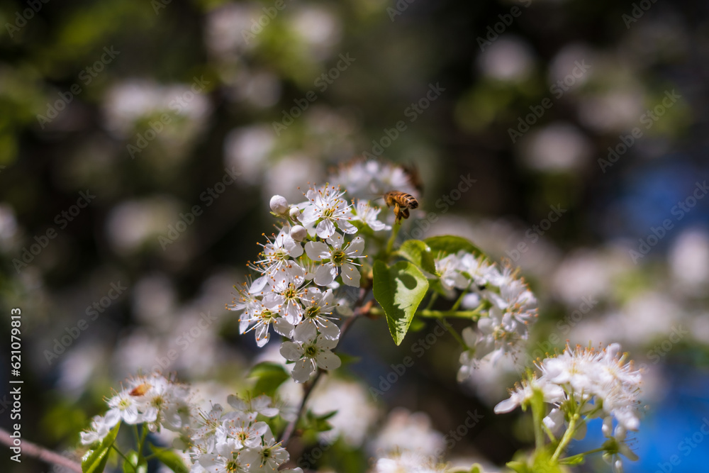 Prunus padus or European bird cherry in the garden in spring Prunus padus or European bird cherry in the garden in spring