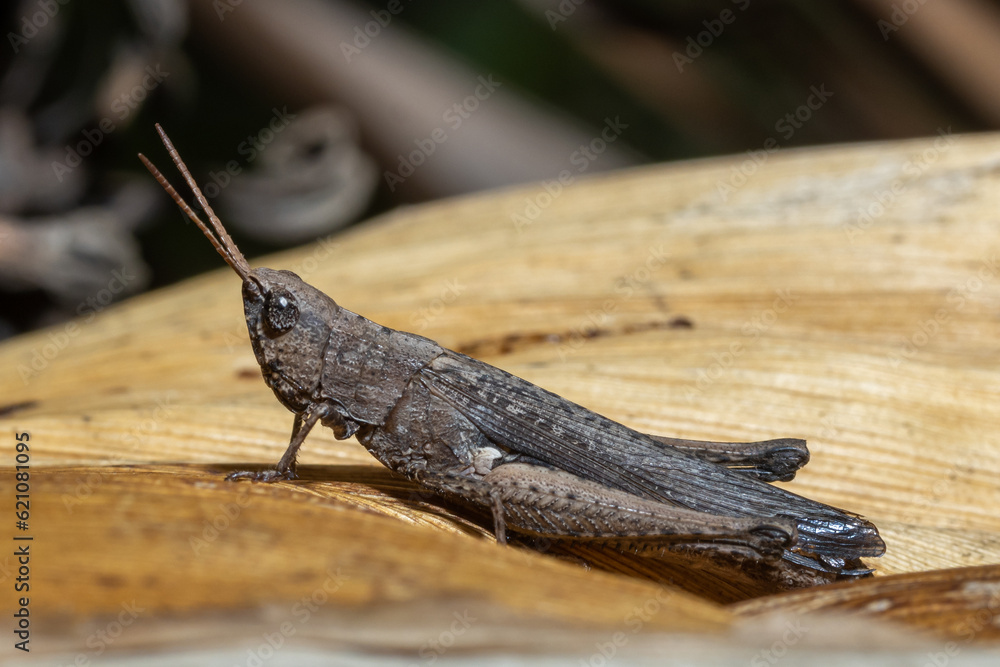 Grasshopper on a leaf of a dry bananas tree, Thailand Grasshopper on a leaf of a dry bananas tree, Thailand