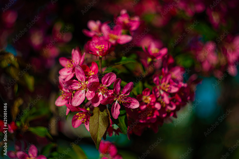 pink flowers in the garden pink flowers in the garden