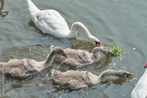 Cute adorable young swan chicks  Cygnus olor  with their mother swimming on the water surface of river  lake  or pond  near the bank. Close-up photo. Early summer bird family scene.