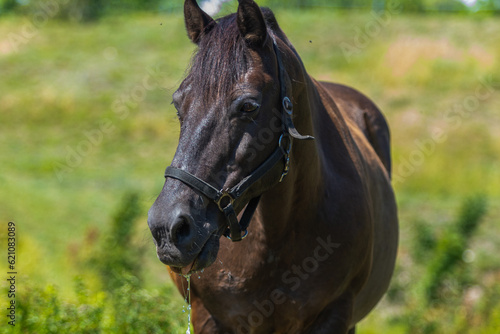 Portrait of a horse, Dark bay coloured mare, horse seen looking slightly left at the camera after having a drink of water whilst wearing a black leather head collar and dribbling water from her mouth.