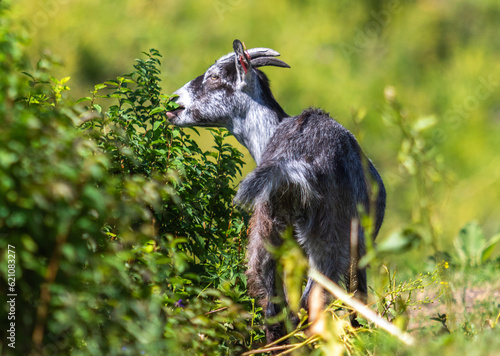 Young goat kid eating shrubs, image shows roughly a year old lone goat in the overgrowth eating the fresh green shrubs.