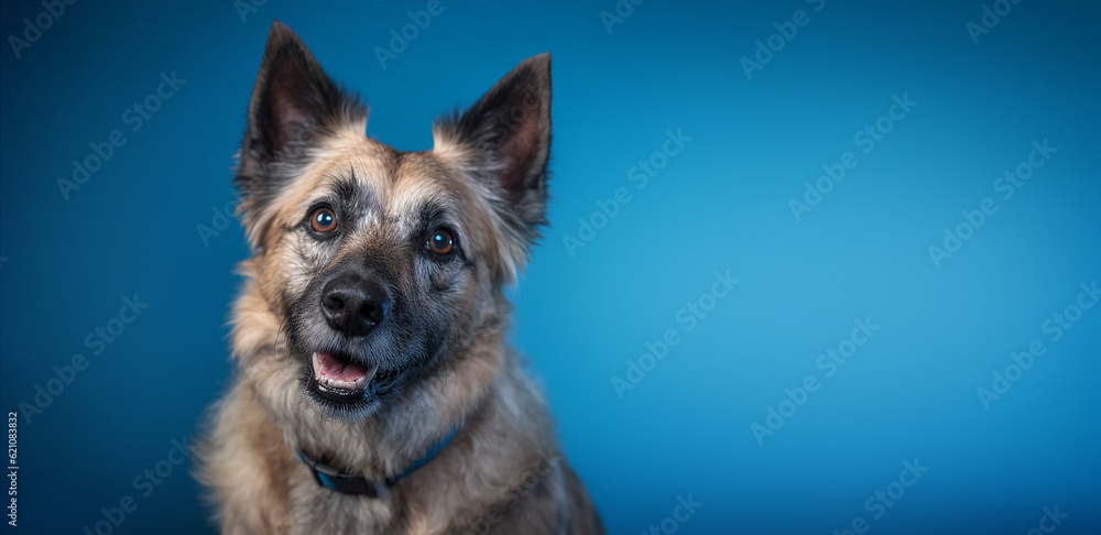Portrait of a happy smiling dog. Isolated on a blue background with copy space. Ai generetive