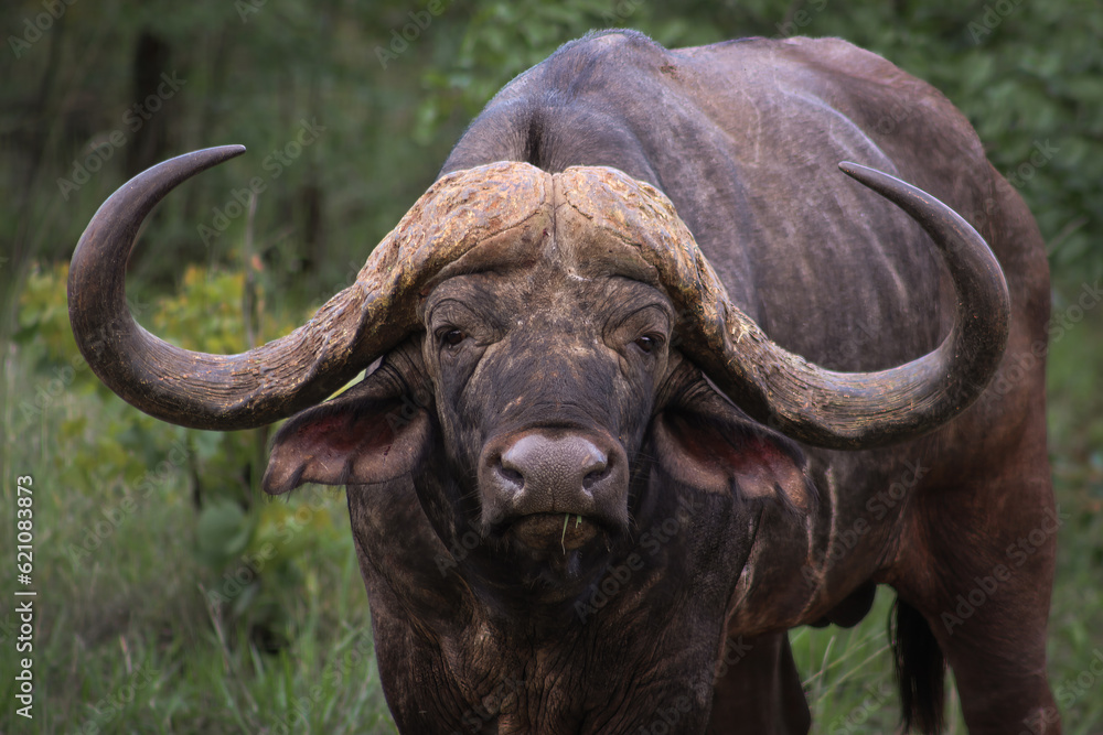 Obraz premium Cape Buffalo, Kruger National Park, South Africa