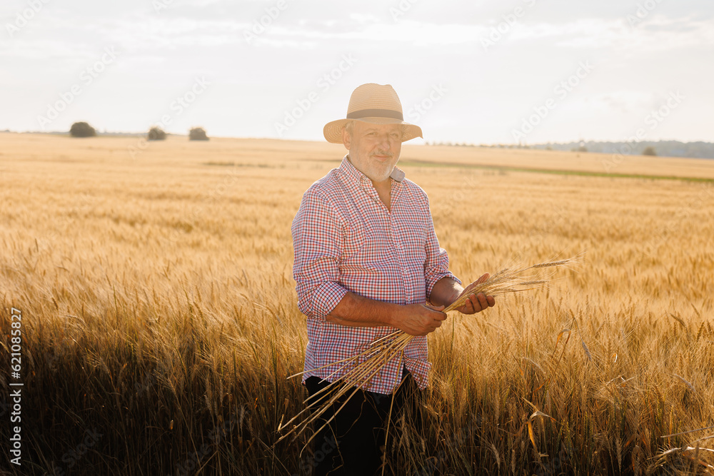 Senior farmer standing in soybean field examining crop at sunset. Senior farmer standing in soybean field examining crop at sunset.