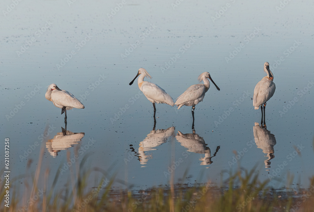 Obraz premium Eurasian spoonbill or common spoonbill (Platalea leucorodia) in a pond early morning