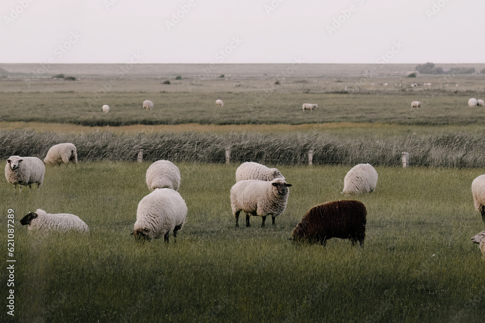 Fototapeta premium flock of sheep grazing in a field with green grass
