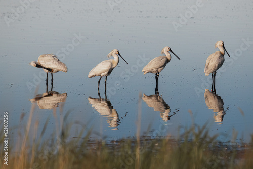 four common spoonbills stand in shallow water in the early morning