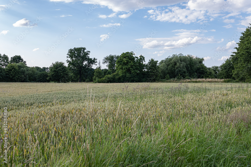 Krajobraz panorama pola uprawnego w okresie wzrostów, jasna pogoda nieznacznie pochmurna	