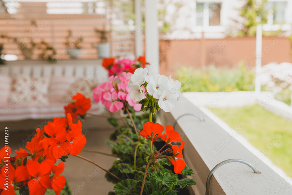 Fototapeta premium Bright red and pink blooming geranium flowers in a flower pot on the terrace close-up,