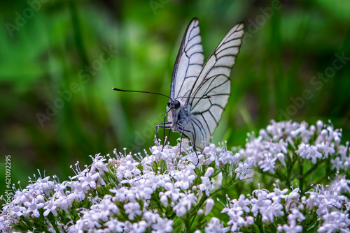 Papier peint Closeup of small white aporia crataegi butterfly sitting on green plant in nature against blurred background