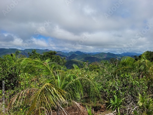 palm trees in the mountain