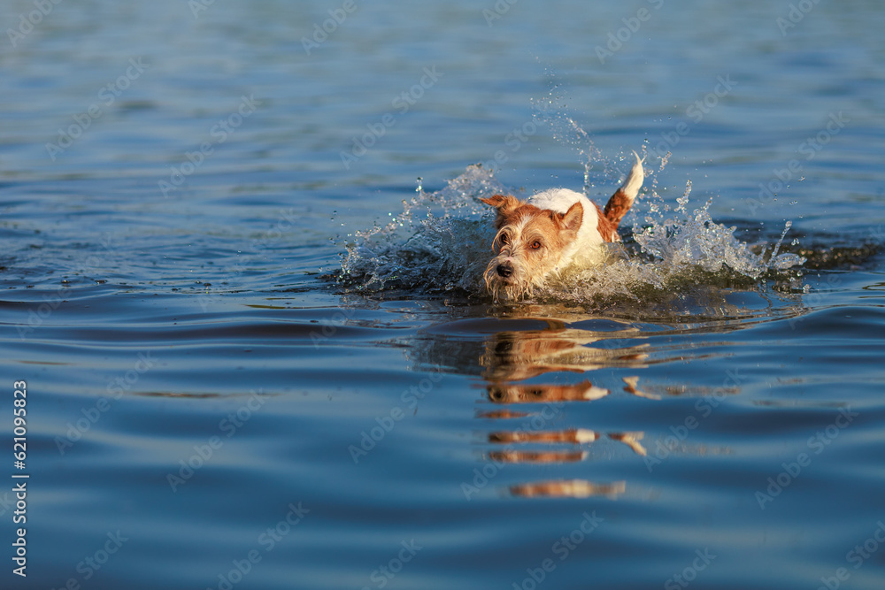 Fototapeta premium The dog runs on the water. Wirehaired wet Jack Russell Terrier on the seashore. Sunset