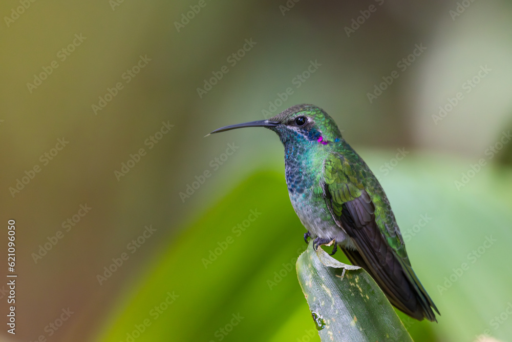 Fototapeta premium White-vented Violetear