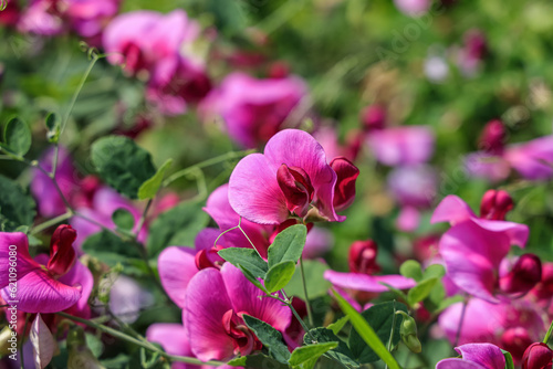 Flowers of sweet pea in summer.The sweet pea, Lathyrus odoratus, is a flowering plant in the genus Lathyrus in the family Fabaceae (legumes).