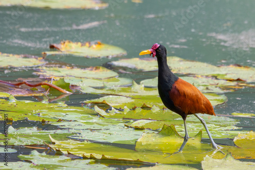 Wattled Jacana