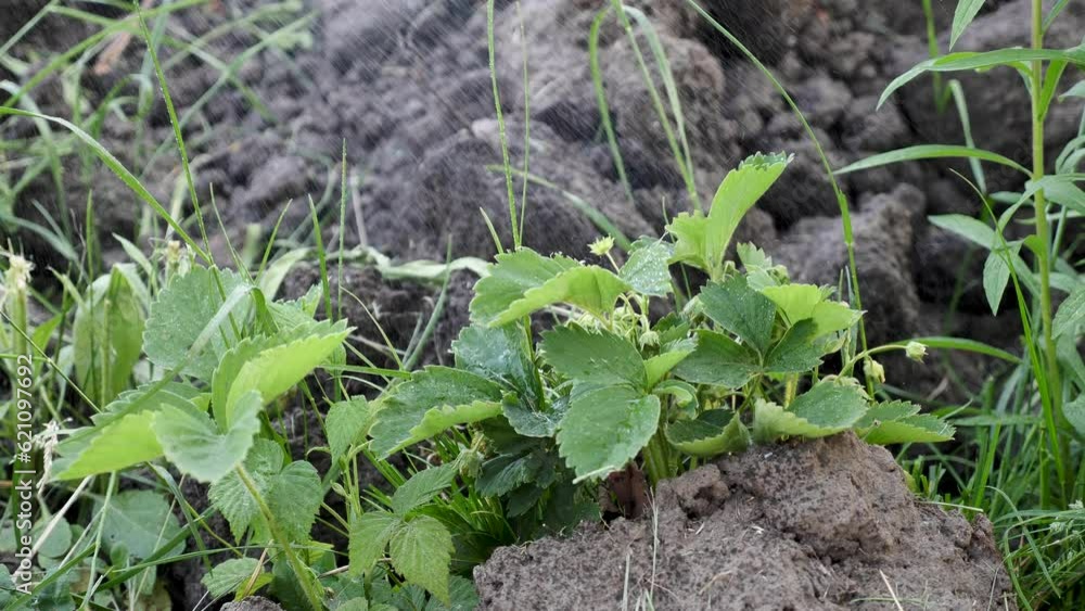 Person farmer watering strawberry plant beds with watering can during drought, dry land for good harvest in vegetable garden close up, slow motion Person farmer watering strawberry plant beds with watering can during drought, dry land for good harvest in vegetable garden close up, slow motion