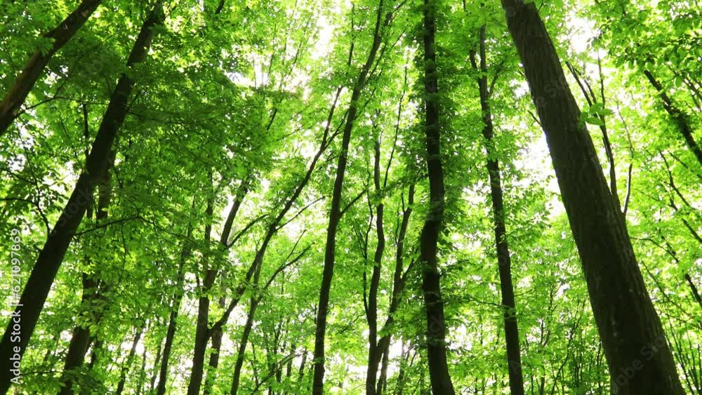 a summer forest trees. nature green wood sunlight backgrounds. a summer forest trees. nature green wood sunlight backgrounds.