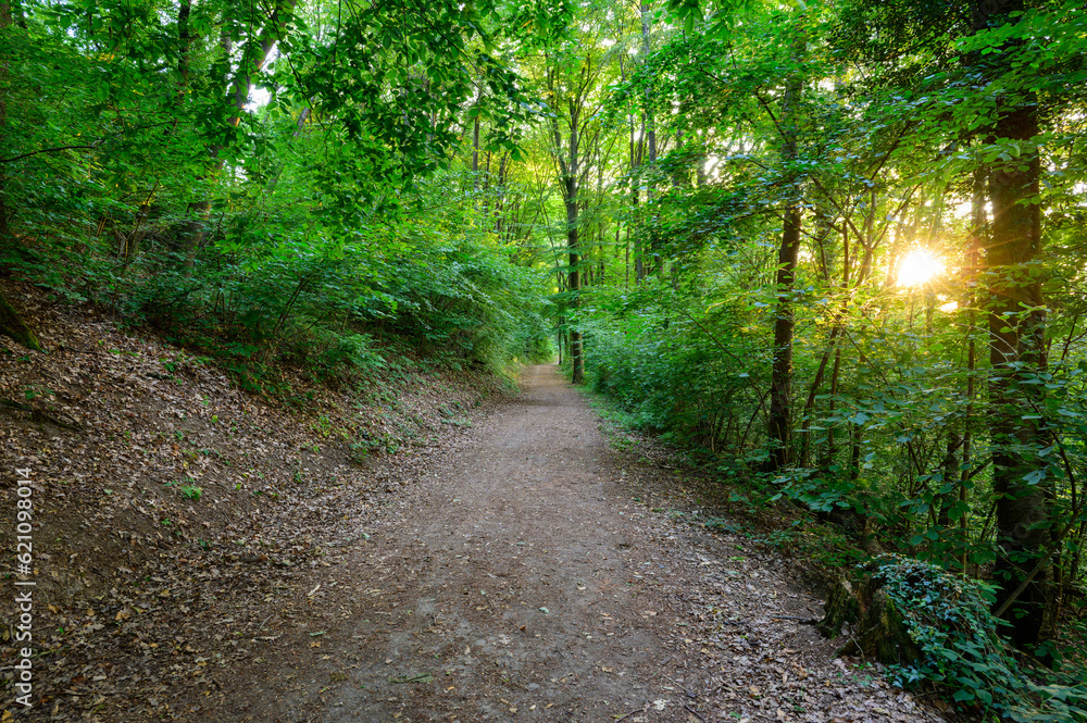A forest path with leaves on the ground and green deciduous trees lining the sides as a setting sun's rays of light bursts through the forest. A forest path with leaves on the ground and green deciduous trees lining the sides as a setting sun's rays of light bursts through the forest.