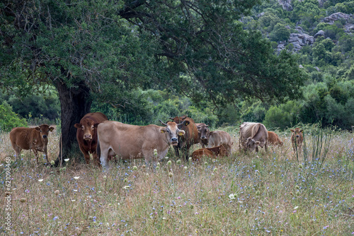 Mucche riposano all'ombra di un albero photo