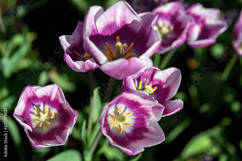 Looking Inside Purple Tulip Blooms