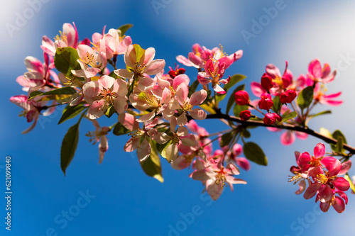 Beautiful pink and white flowers against a blue sky.