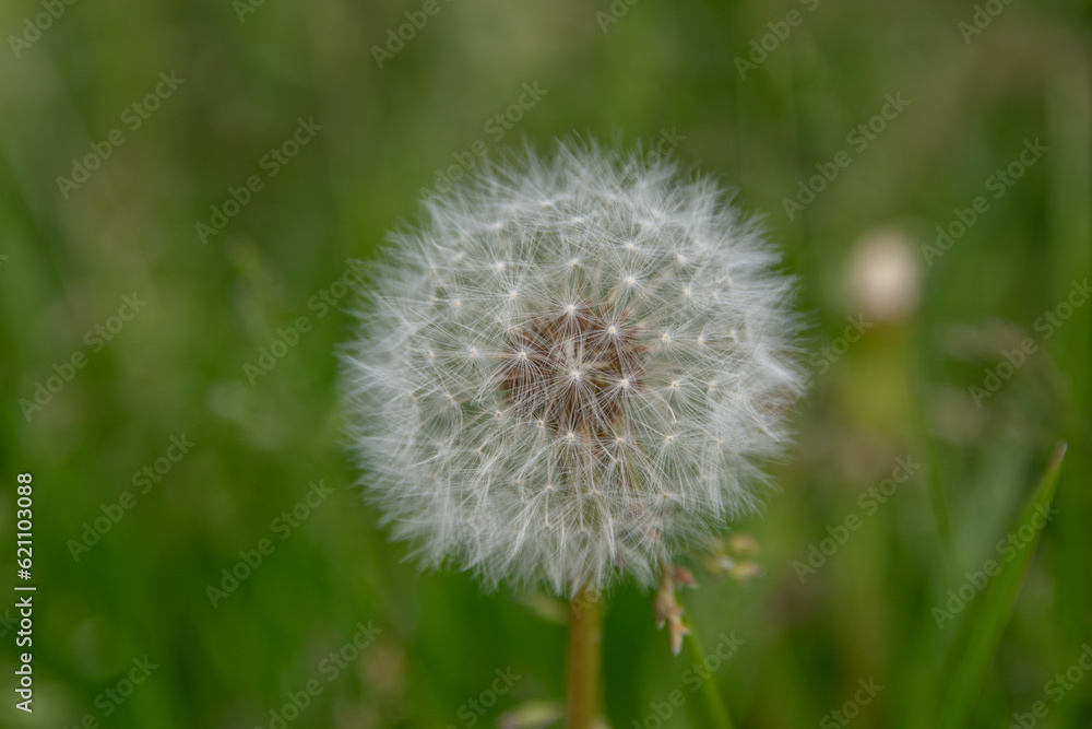 Pusteblume Pusteblume
