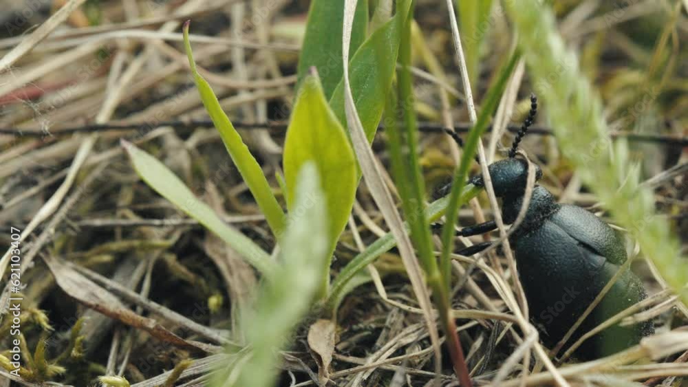 European Oil Beetle Meloe proscarabaeus Runs and Explores the Summer Forest, macro shot European Oil Beetle Meloe proscarabaeus Runs and Explores the Summer Forest, macro shot