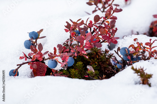 Fresh blueberries covered by fresh snow as winter appraoches in Alaska.