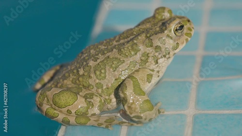 toad by a swimming pool photo