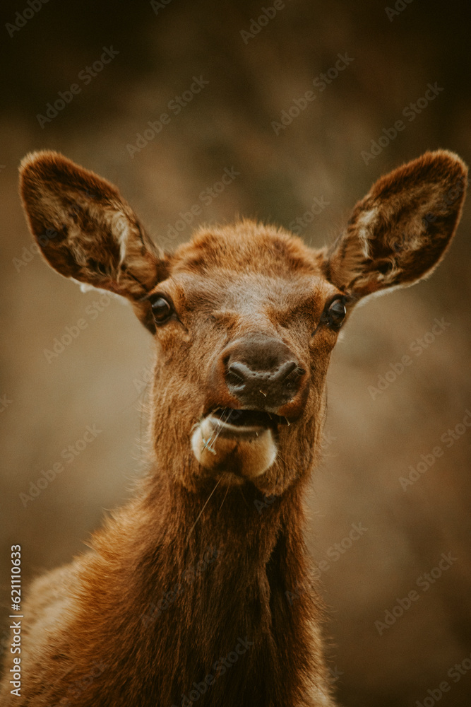 Majestic Wildlife Portrait: Close-up of a Captivating Elk Head