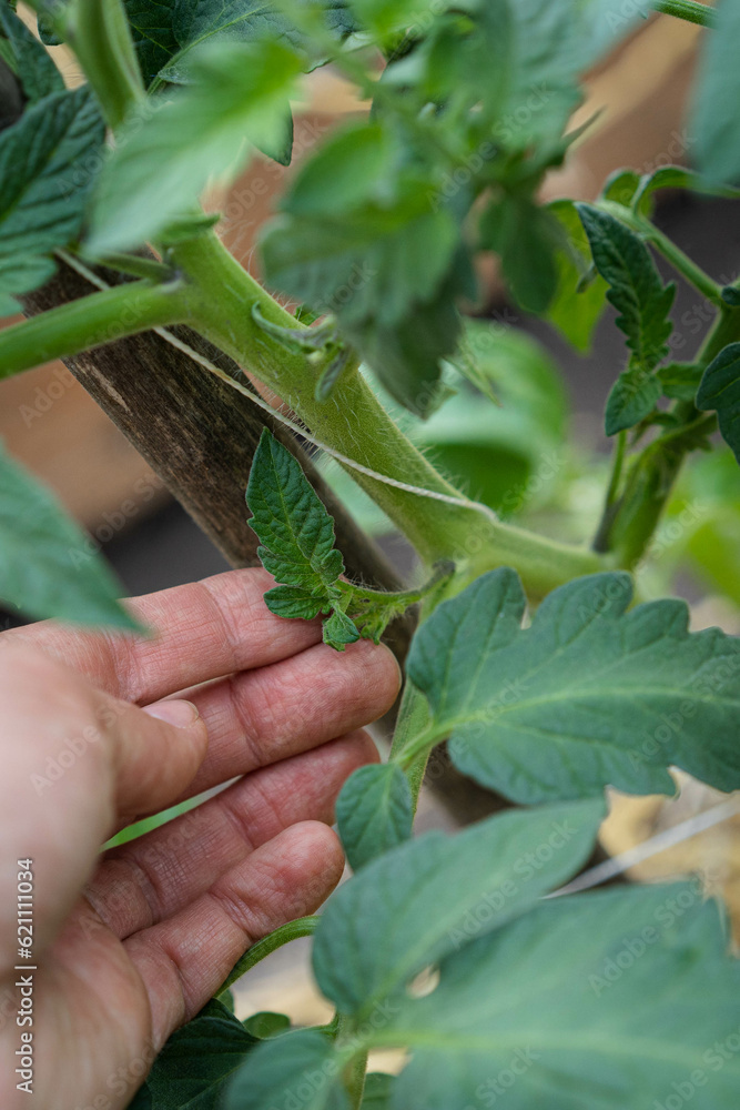 removal of stepchildren, pinching of tomato bushes in the greenhouse, vertical photo removal of stepchildren, pinching of tomato bushes in the greenhouse, vertical photo
