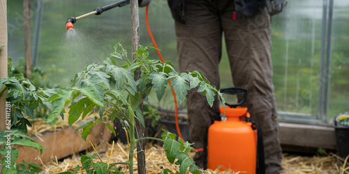 Spraying tomatoes in the greenhouse from phytophthora, a farmer fertilizes the crop, banner