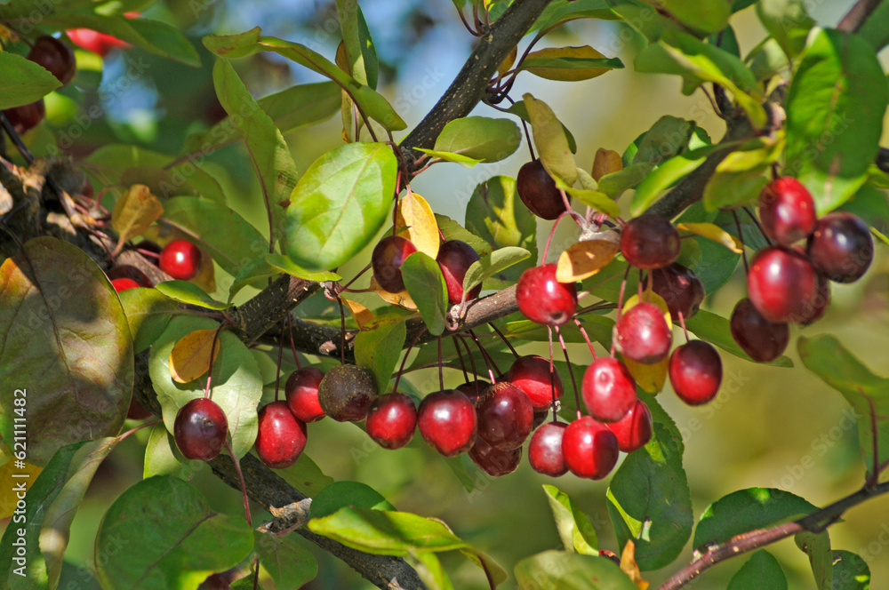 Ripe Crabapples On The Tree In Late September