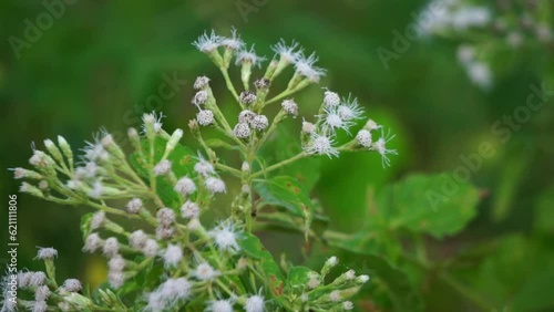 A close-up view of delicate white wildflowers with fluffy petals, blooming vibrantly against a soft, out-of-focus green background. Capturing nature's serene beauty and growth.