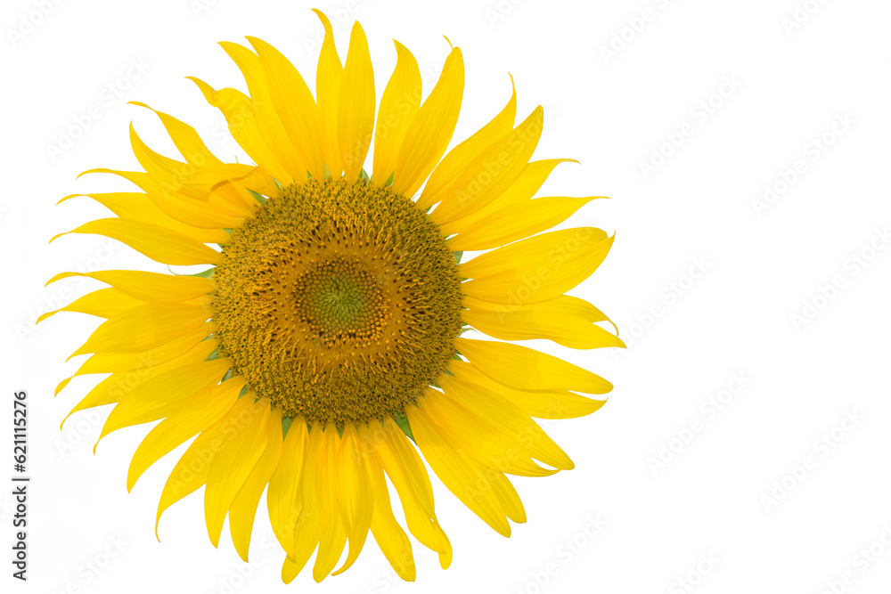 Isolated Sunflower on white background and blank space for work Isolated Sunflower on white background and blank space for work